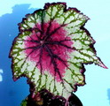 Begonia rex